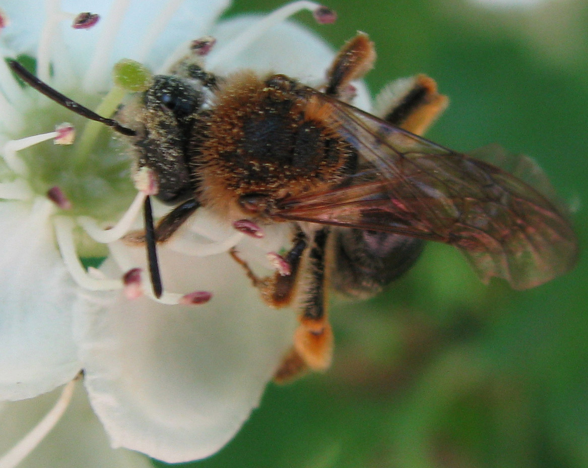 Andrena sp